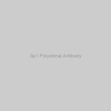Image of Sp1 Polyclonal Antibody